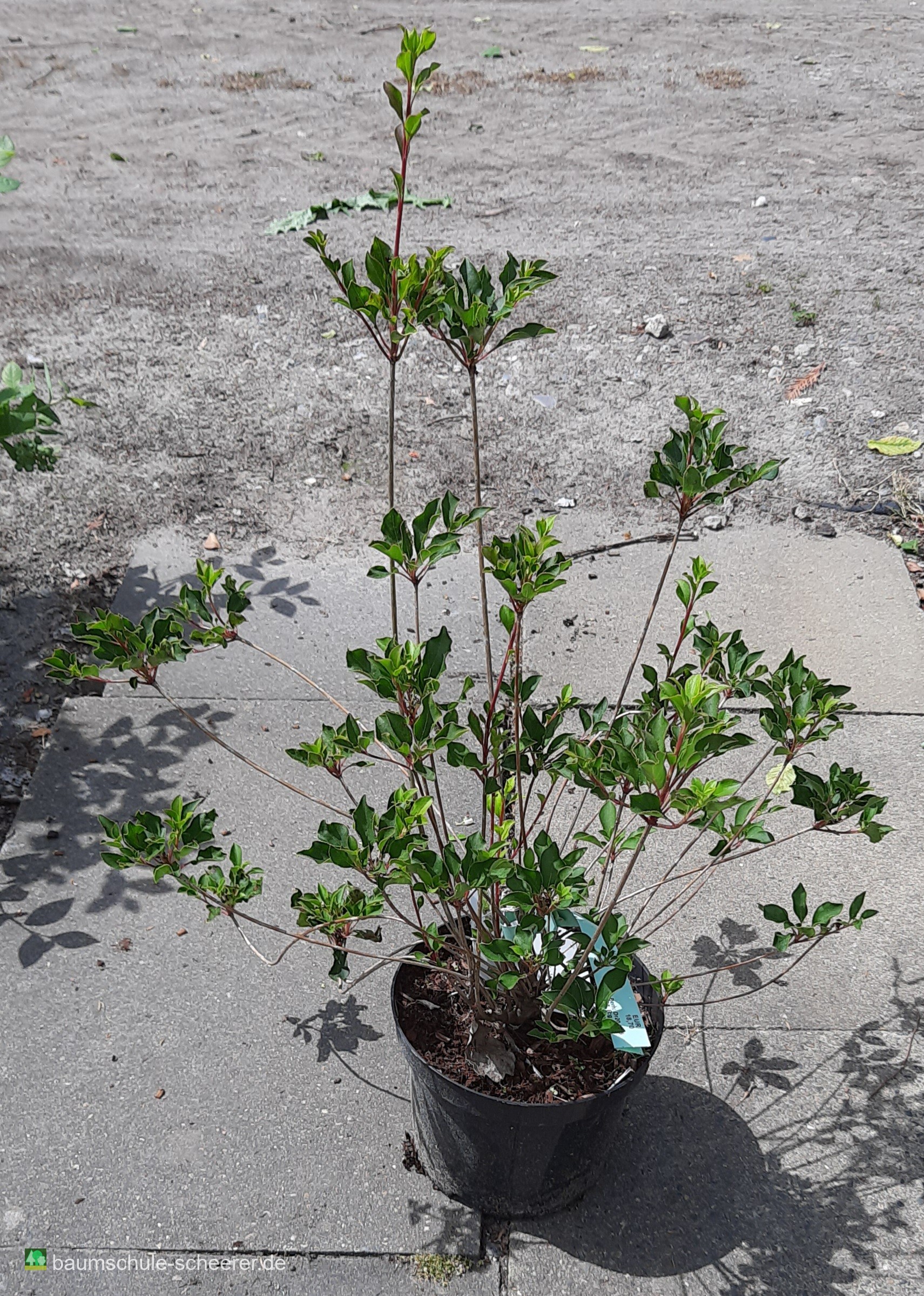 Pflanzenfoto 1