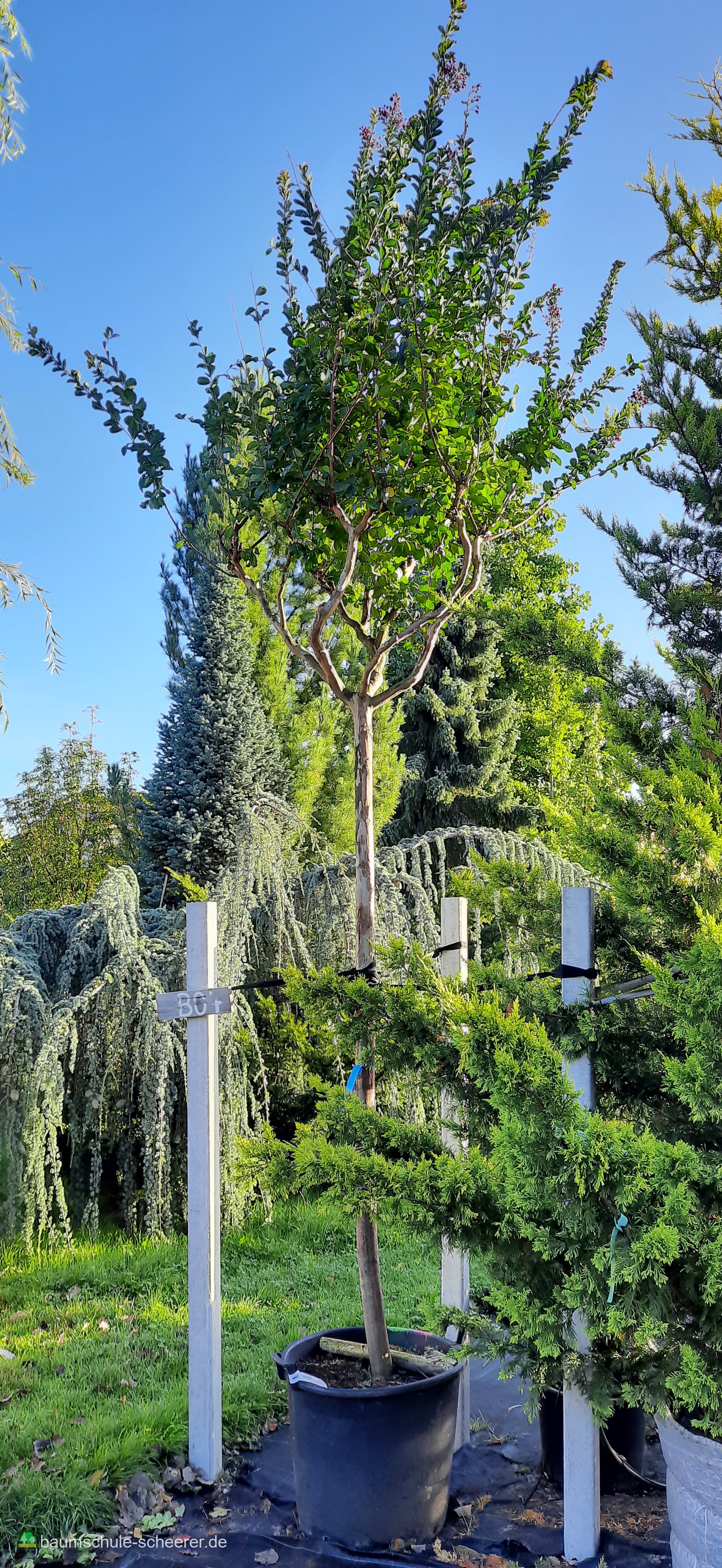Pflanzenfoto 2