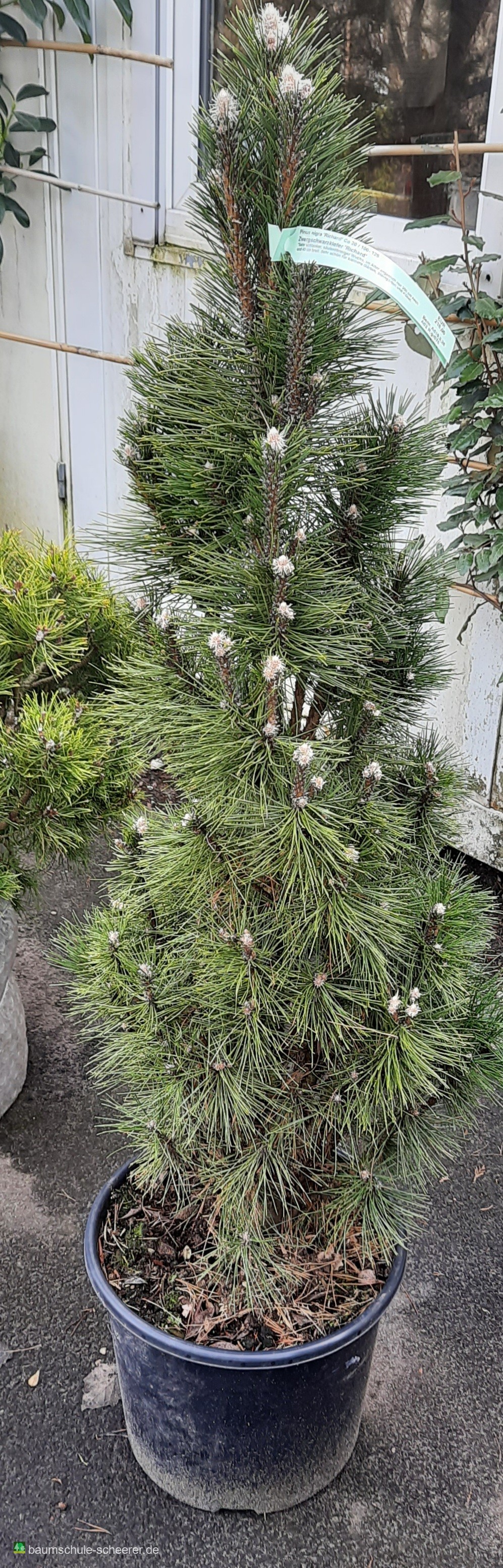 Pflanzenfoto 1
