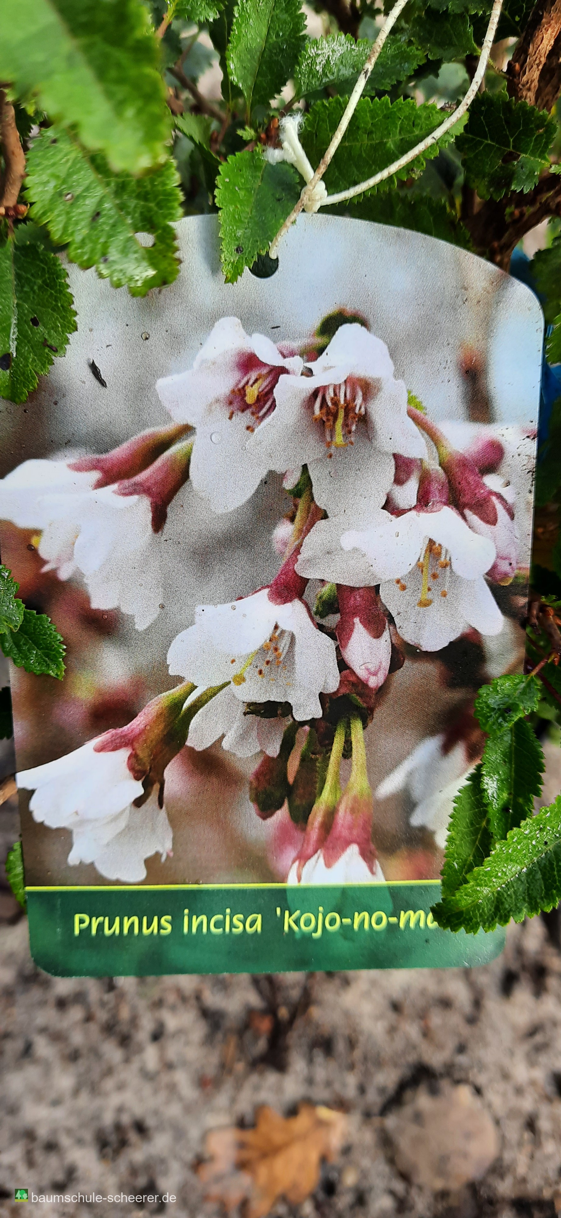 Pflanzenfoto 2