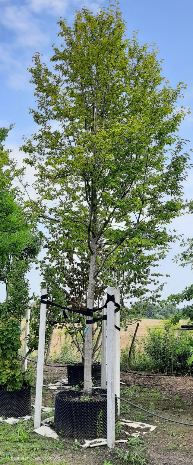 Kupfer-Felsenbirne