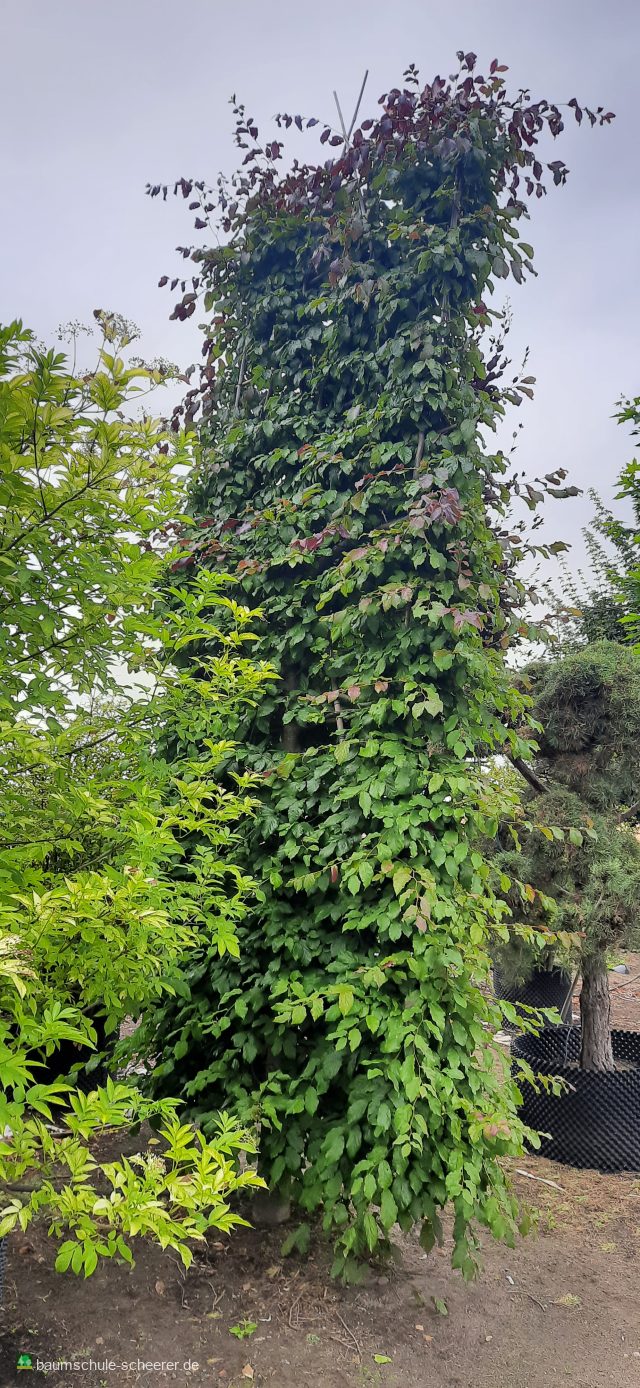 Eisenbaum