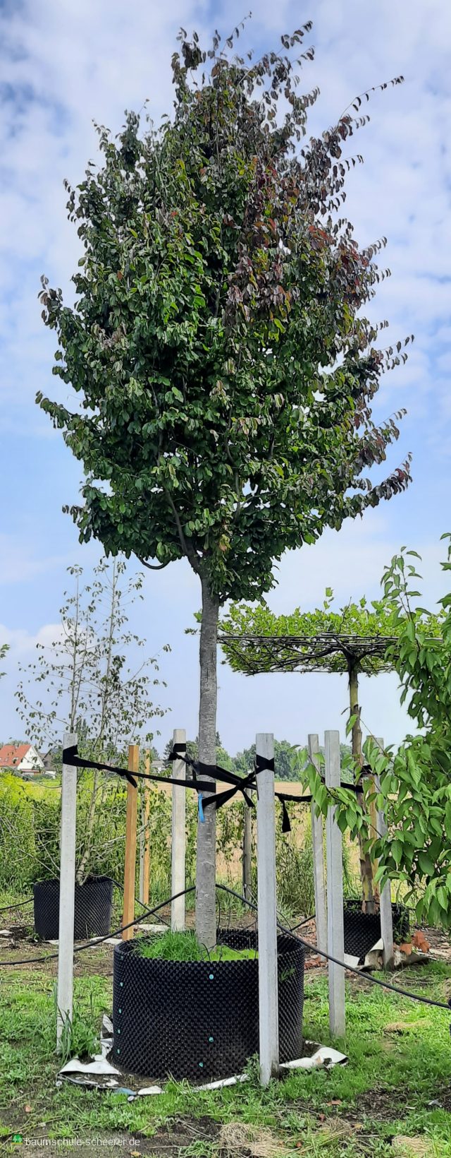 Eisenbaum 'Vanessa'