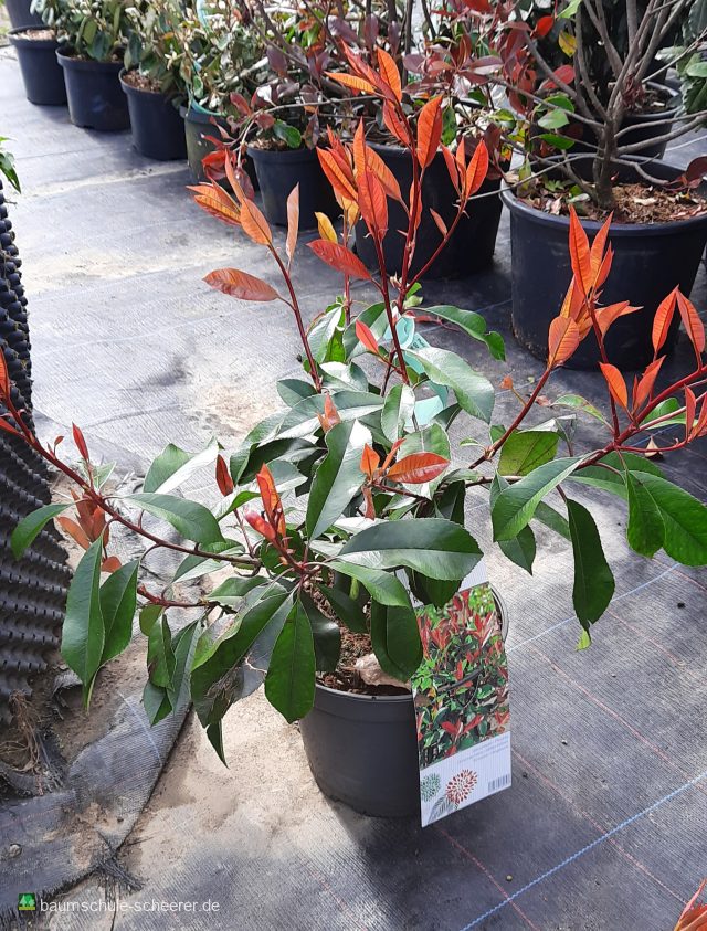 Glanzmispel 'Red Robin'