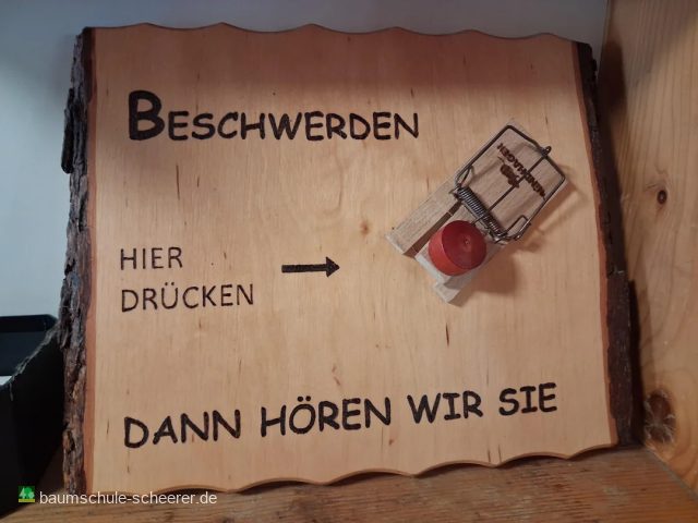 Sauerkirsche 'Karneol'                7.KW