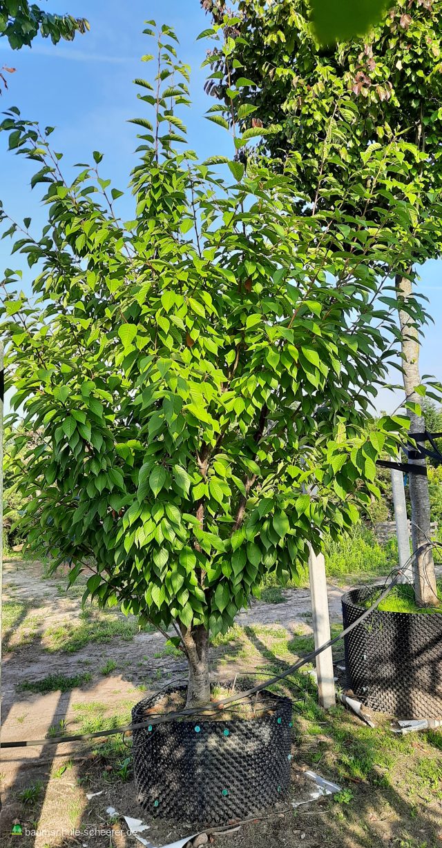 Japan.Nelkenkirsche 'Kanzan'