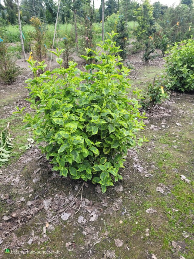 Rosa Weigelie 'Brigela'