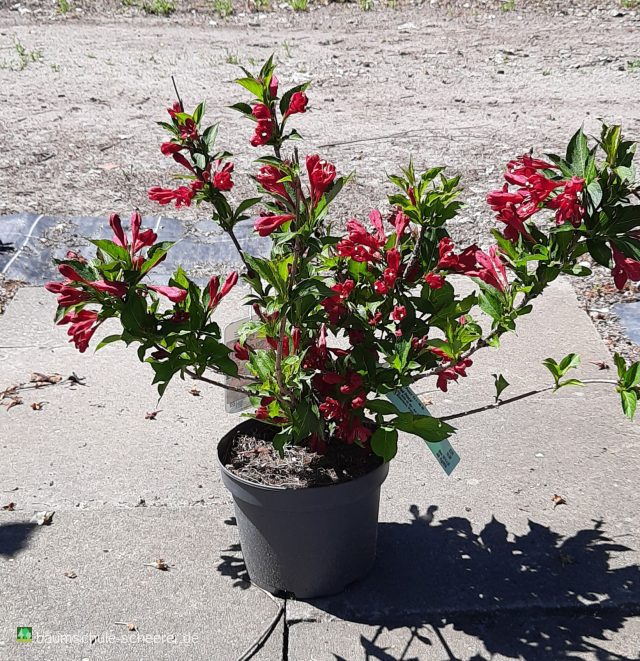 Weigelie 'Red Prince'