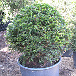 Taxus baccata Kugel