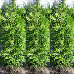 Thuja Brabant