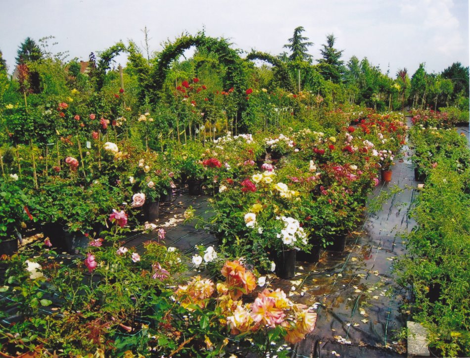 Baumschulgelände mit Rosen und Gehölzen