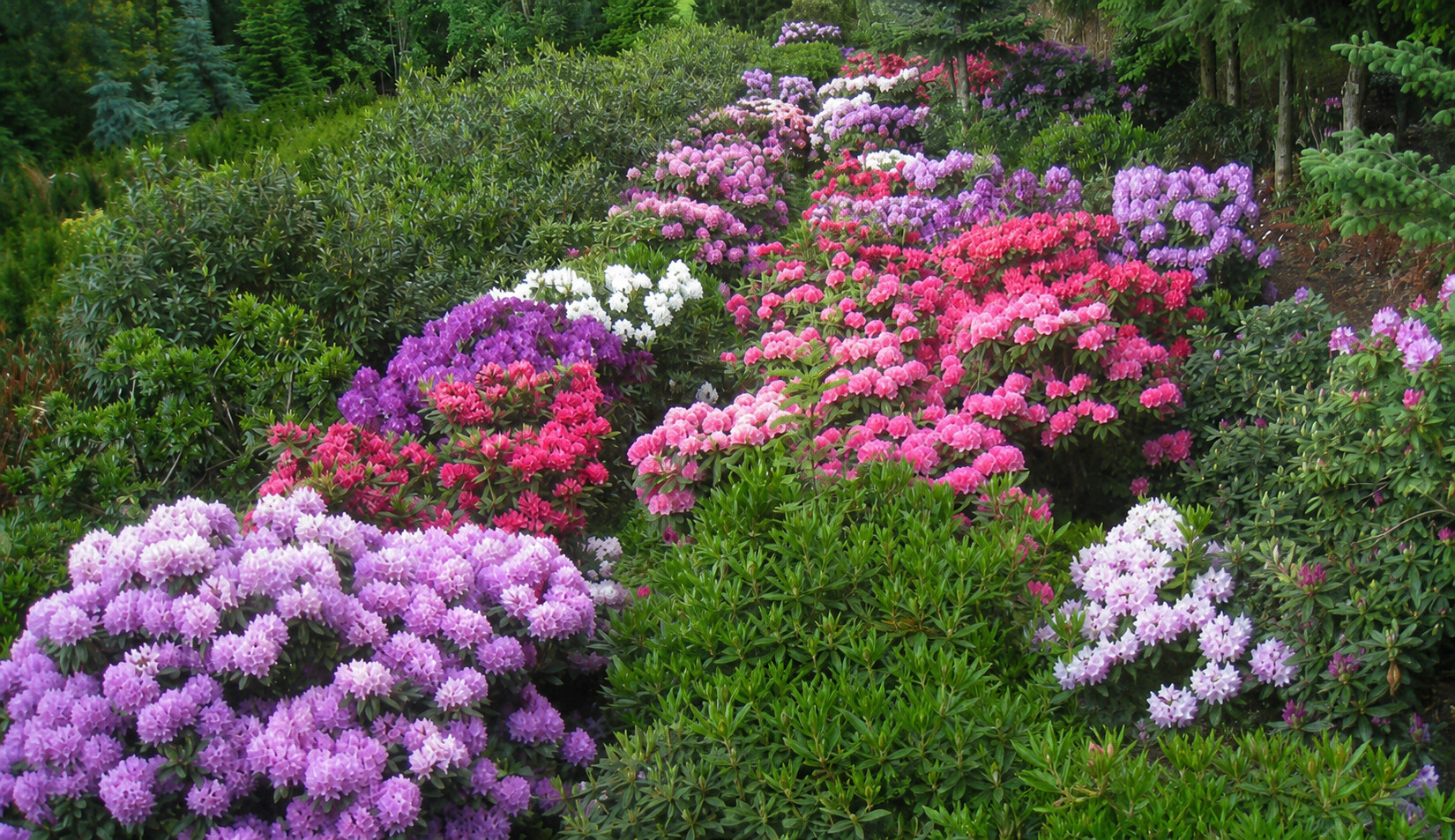 Blühende Rhododendren